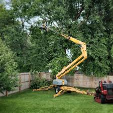 Best Tree Removal Services  in La Grange Park, IL